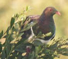Kereru (pigeon) - photo by Kay Stowell